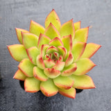 *GLGhybrid(1-496) Special hybrid pack of 4