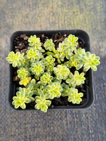 Sedum Golden rice (variegated) 棒叶万年草锦