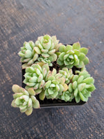 *GLGhybrid(1-771) Graptopetalum Mendozae hybrid 丸姬杂