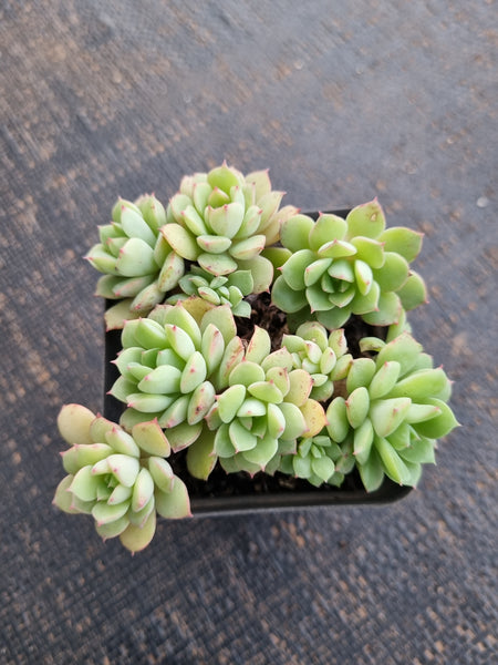 *GLGhybrid(1-771) Graptopetalum Mendozae hybrid 丸姬杂