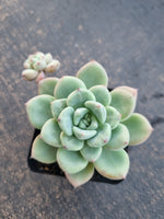 *GLGhybrid(1-793) Pachyveria Elaine hybrid 香水杂