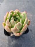 *GLGhybrid(1-386) Echeveria cuspidata var. Zaragozae hybrid 黑爪杂