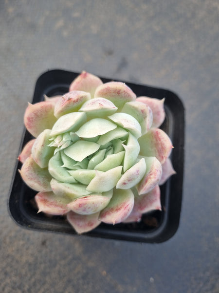 *GLGhybrid(1-1324) Echeveria Elegans 'Alba' hybrid crested 白月影杂缀化