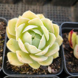 *GLGhybrid(1-1691) Special hybrid pack of 4