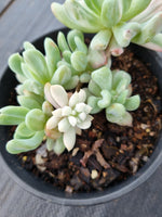11cm pot Echeveria sp. (New Irish Mint) variegated 新爱尔兰薄荷锦