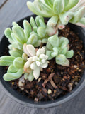 11cm pot Echeveria sp. (New Irish Mint) variegated 新爱尔兰薄荷锦