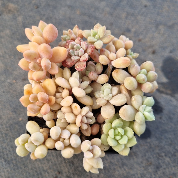 *GLGhybrid(1-1669) Assorted Succulents