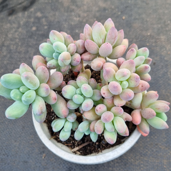 *GLGhybrid(2-387) Pachyphytum Baby Finger hybrid 婴儿手指杂