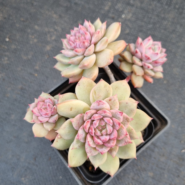 Echeveria Frosty Bloom 霜花小群