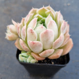 *GLGhybrid(1-1630) Echeveria Hyalina hybrid 海琳娜杂