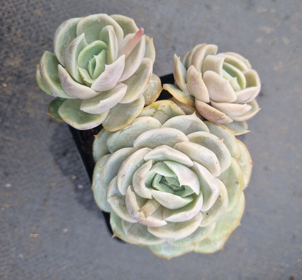 *GLGhybrid(1-1336) Echeveria Sina hybrid 西娜杂