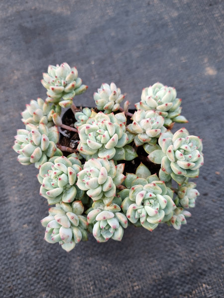 *GLGhybrid(1-976) Sedum Perezdelarosae hybrid 焦糖精灵杂
