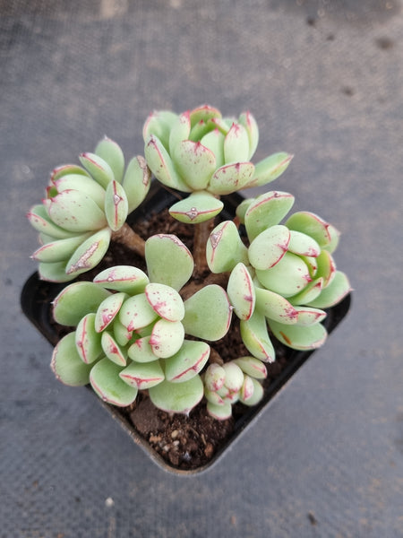 *GLGhybrid(1-953) Echeveria Cat's Eye hybrid 猫眼石杂