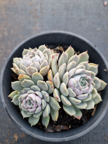 11cm pot Echeveria Mary Bell 玛丽贝尔
