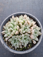11cm pot Haworthia Silver Swirls  白斑玉露11cm盆