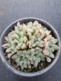 11cm pot Haworthia Silver Swirls  白斑玉露11cm盆