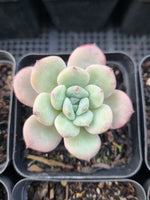 *GLGhybrid(1-907) Special hybrid pack of 4