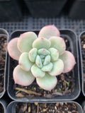 *GLGhybrid(1-907) Special hybrid pack of 4