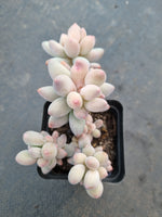 *GLGhybrid(1-1064) Pachyphytum Baby Finger hybrid 婴儿手指杂