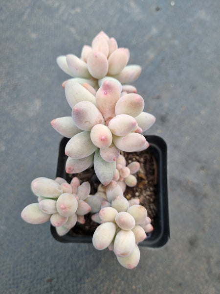 *GLGhybrid(1-1064) Pachyphytum Baby Finger hybrid 婴儿手指杂