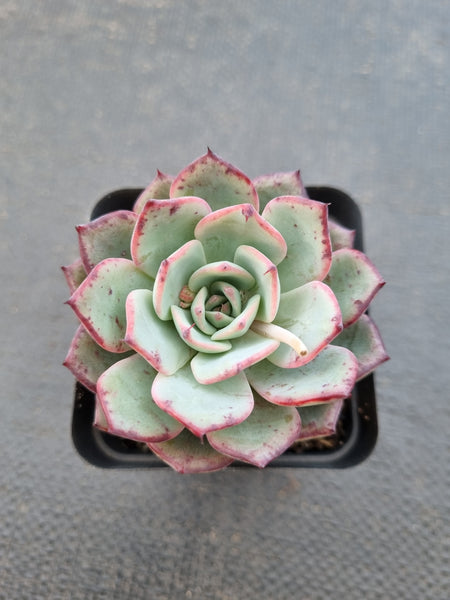 *GLGhybrid(1-1412) Echeveria Puebla hybrid 普埃布拉杂