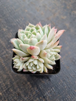 *GLGhybrid(1-727)  Echeveria Elegans 'Alba' hybrid 白月影杂