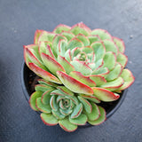 *GLGhybrid(2-98) Echeveria pulidonis 'Christmas' hybrid 墨西哥花月夜杂