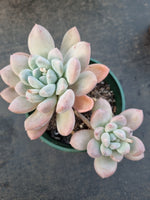 *GLGhybrid(2-350) Pachyveria Elaine hybrid 香水杂