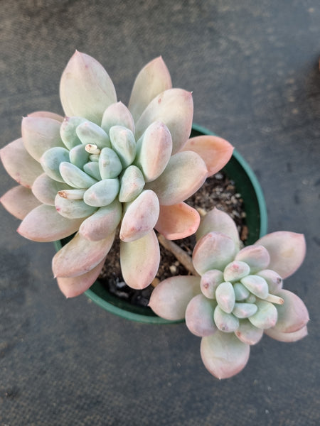 *GLGhybrid(2-350) Pachyveria Elaine hybrid 香水杂