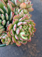 *GLGhybrid(2-318) Echeveria SierraXSedeveria Blue Elf 爱斯诺杂蓝精灵
