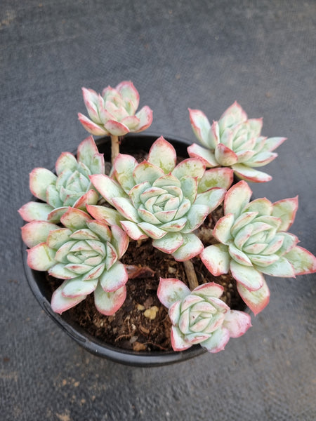 *GLGhybrid(2-233) Echeveria Raspberry ice hybrid 冰莓杂