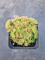 Rosularia Platyphylla 小野玫瑰