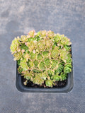 Rosularia Platyphylla 小野玫瑰