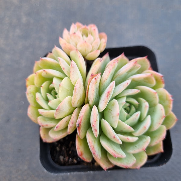 *GLGhybrid(1-1645) Echeveria Mexico Minima hybrid 墨姬杂