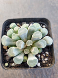 Frithia Window