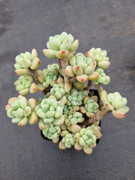 Sedum Clavatum  劳尔