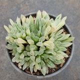 11cm pot Haworthia Silver Swirls  白斑玉露11cm盆