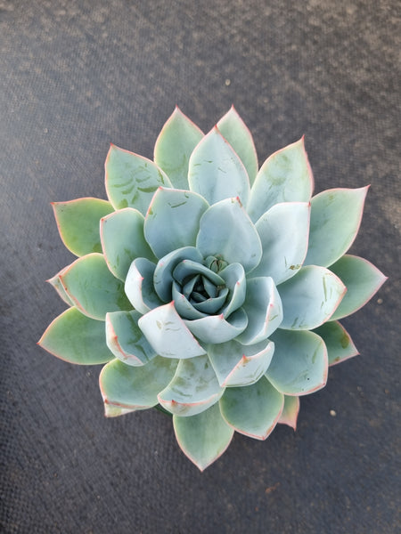 *GLGhybrid(2-370) Echeveria Cante hybrid  广寒宫杂