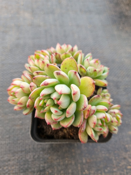 *GLGhybrid(1-839) Sedeveria Blue Elf hybrid 蓝精灵杂