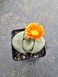 Pleiospilos Nelii 帝玉