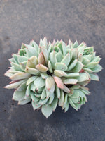 Echeveria 'Peachy Dream' 桃梦