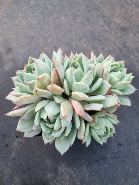 Echeveria 'Peachy Dream' 桃梦