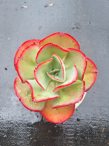 Echeveria no ID 不知名红边包菜
