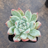 Echeveria Rumengling 如梦令