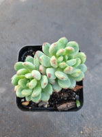 Sedeveria Blue Elf 蓝精灵（蓝苹果）