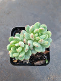 Sedeveria Blue Elf 蓝精灵（蓝苹果）