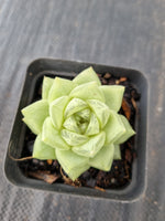 Haworthia cymbiformis(Haw.) Duval