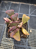 Adromischus Triflorus (Red) 爱心水泡