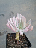 Echeveria sp. (New Irish Mint) variegated 新爱尔兰薄荷锦