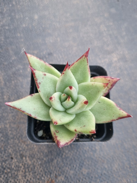 *GLGhybrid(1-815) Echeveria agavoides Ebony hybrid 乌木杂